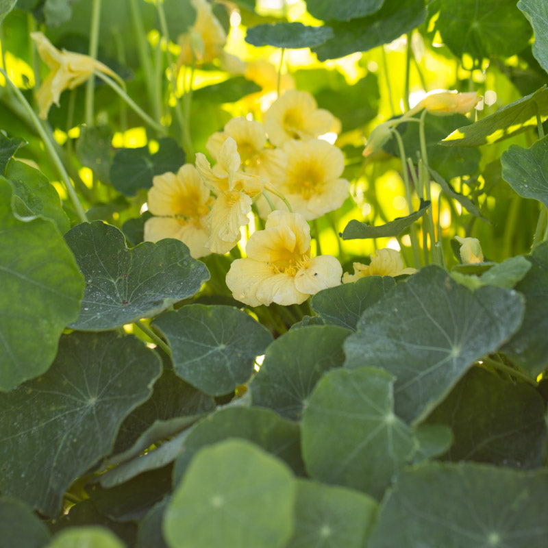 Nasturtium Yeti – Floret Library