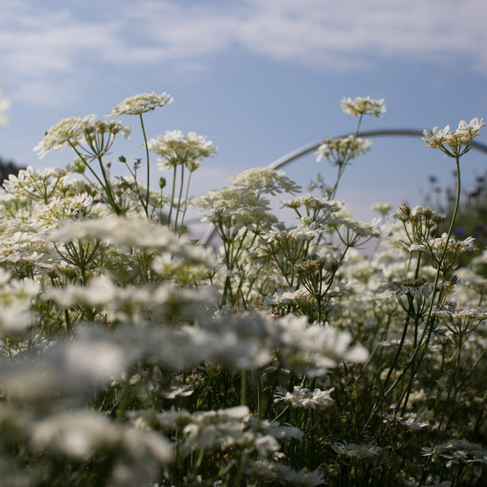 white lace flower seeds Orlaya White Finch Lace – Floret Library
