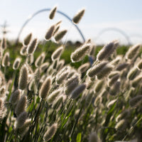A close up of Ornamental Grass Bunny Tails