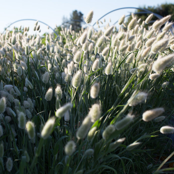 Ornamental Grass Bunny Tails – Floret Library
