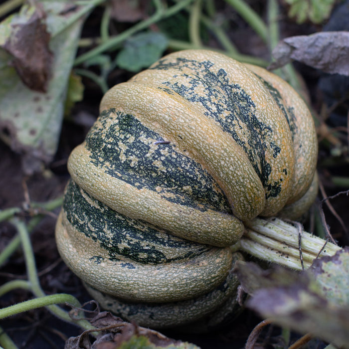 Ornamental Squash American Tondo growing in the field