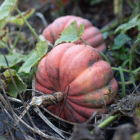 Ornamental Squash Moranga growing in the field