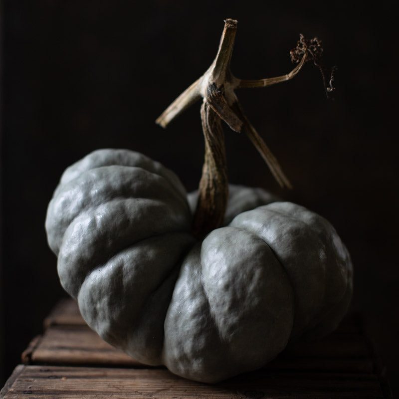 Ornamental Squash Triamble – Floret Library