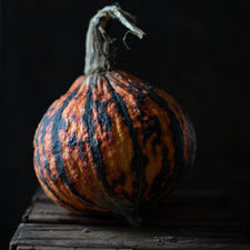 A close up of Ornamental Squash Warty Sunset