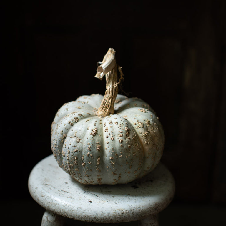 Ornamental Squash Zapalo Plomo – Floret Library