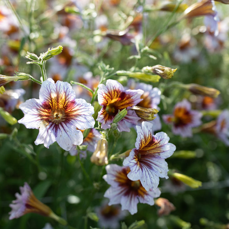 painted tongue flower seeds Painted Tongue Gloomy Rival – Floret Library