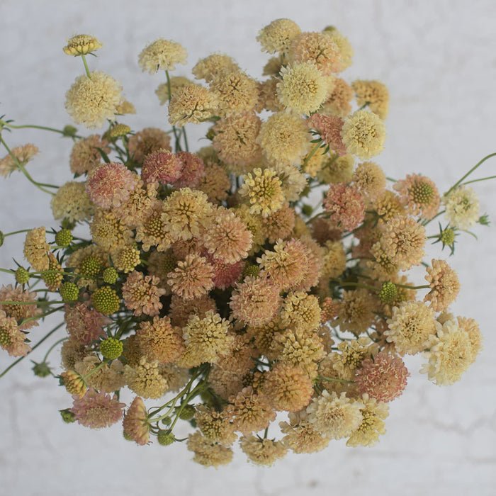 Fata Morgana SCABIOSA Atropurpurea - Europe - Foto 4