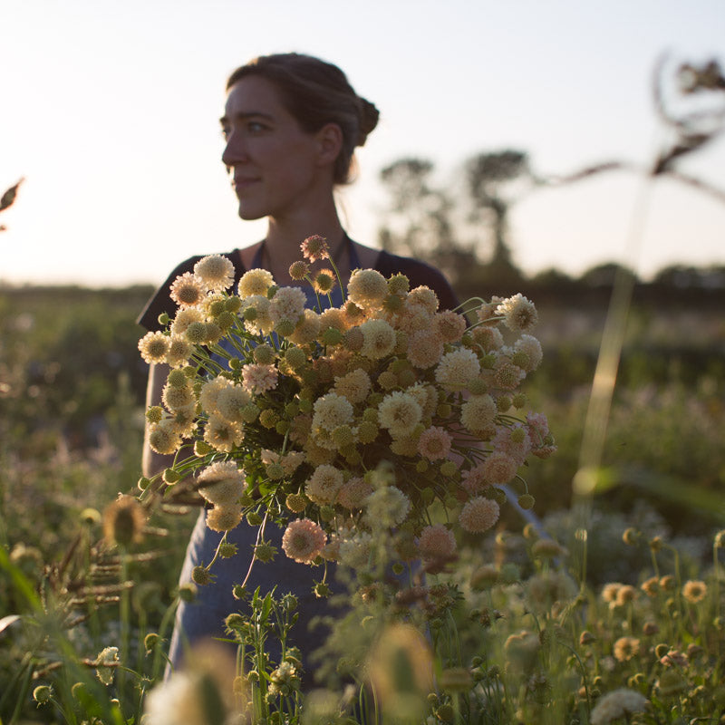 Pincushion Flower Fata Floret Library