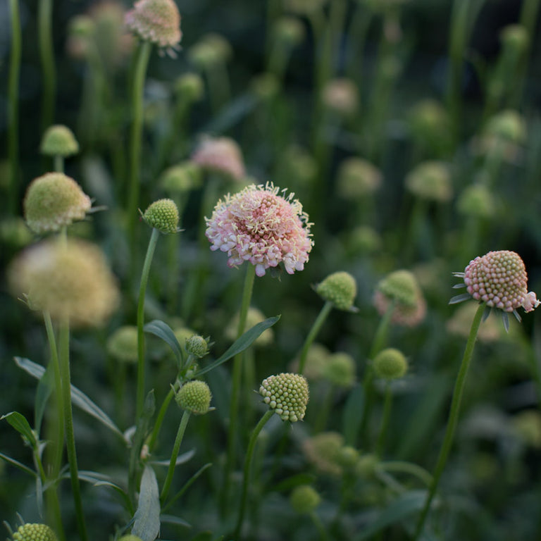 pincushion flower seed Pincushion Flower Fata Morgana – Floret Library