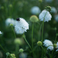 A close up of Pincushion Flower Snowmaiden