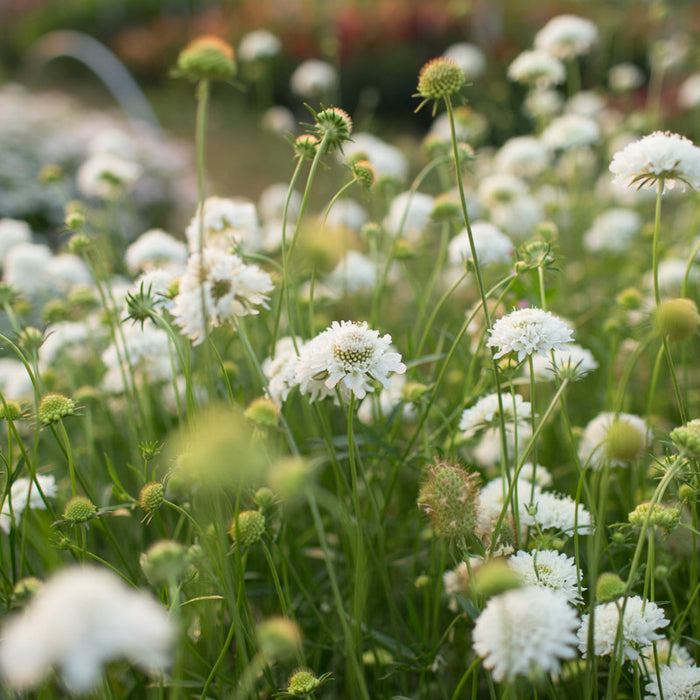 pincushion flower seeds Pincushion Flower Snowmaiden – Floret Library