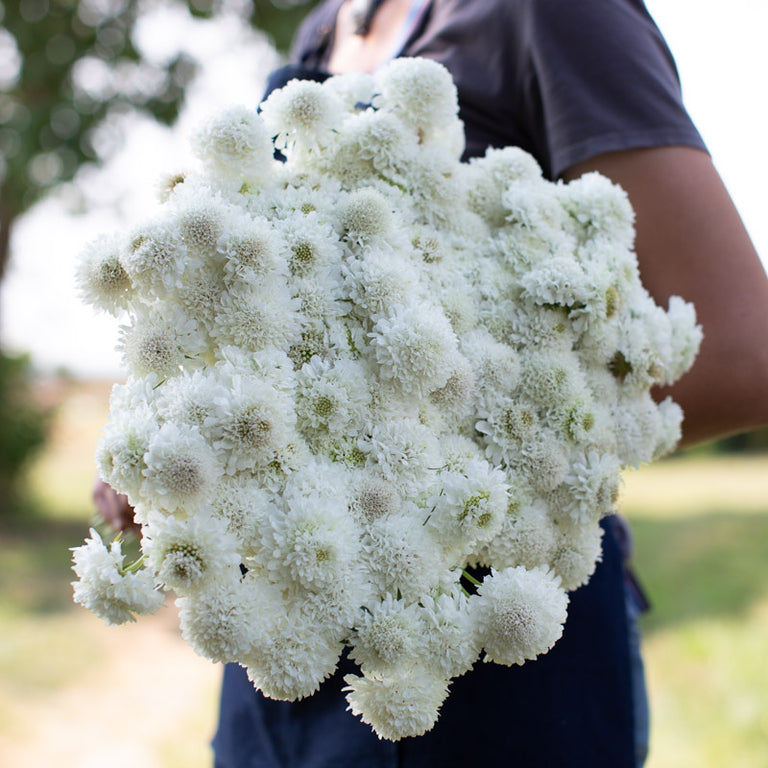 An armload of Pincushion Flower Snowmaiden