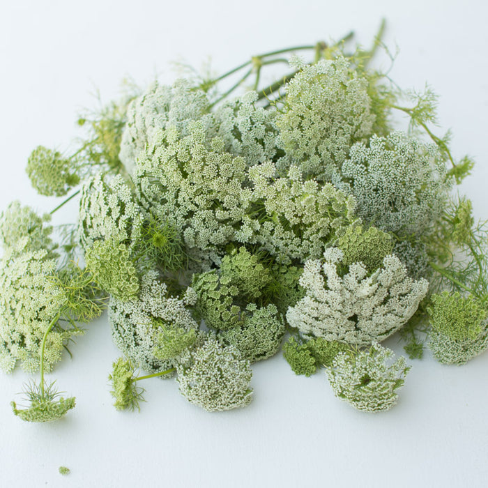 A bunch of Queen Anne’s Lace Green Mist