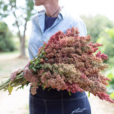 An armload of Quinoa Red Head