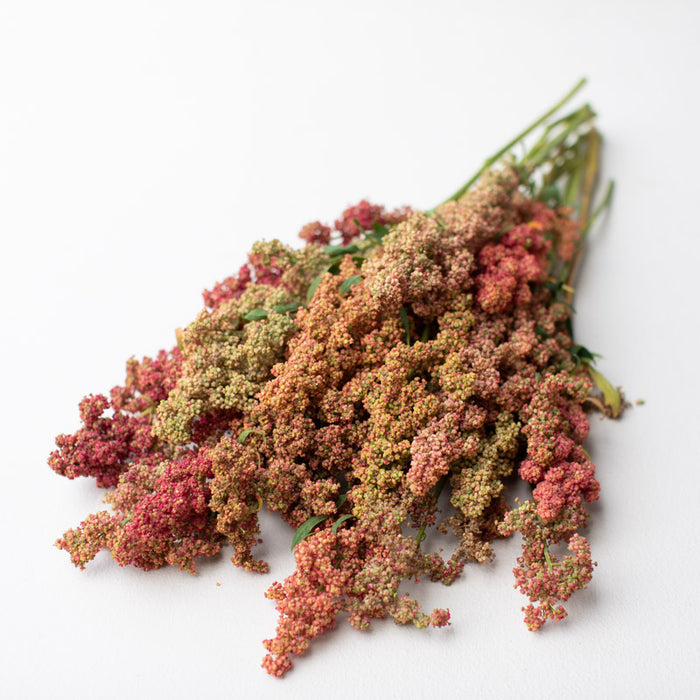A bunch of Quinoa Red Head