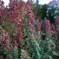 Quinoa Red Head growing in the field