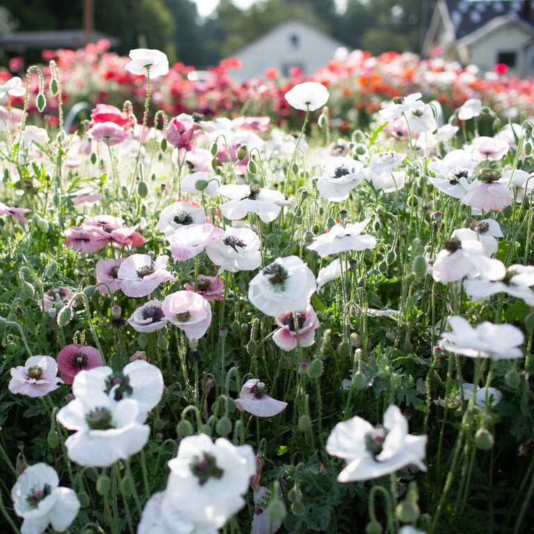 planting shirley poppy seeds Shirley Poppy Mother of Pearl – Floret Library