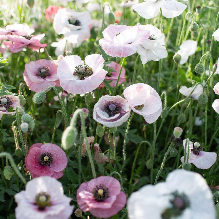 Shirley Poppy Mother of Pearl growing in the field