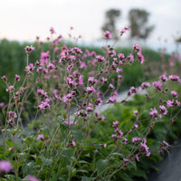 Silene Pink growing in the field