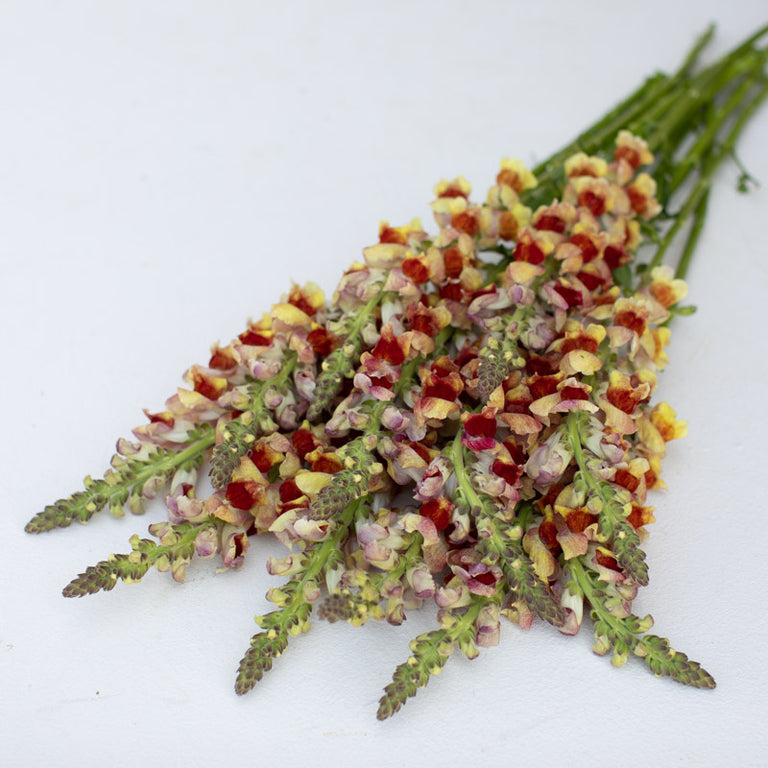 Snapdragon Bunch Snapdragon Avignon Bicolor Yellow – Floret Library