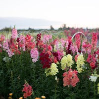 Snapdragon Madame Butterfly Mix growing in the field