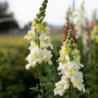 A close up of Snapdragon Madame Butterfly White
