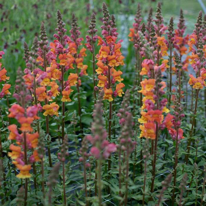 Snapdragon Opus Early Bronze growing in the field