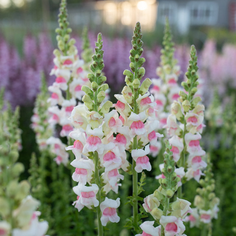 Snapdragon Potomac Appleblossom – Floret Library