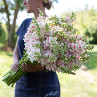 An armload of Snapdragon Potomac Appleblossom