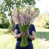 A handful of Snapdragon Potomac Appleblossom