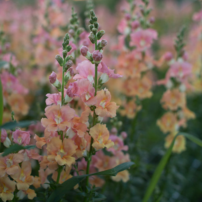 A close up of Snapdragon Sherbet-toned Chantilly Mix