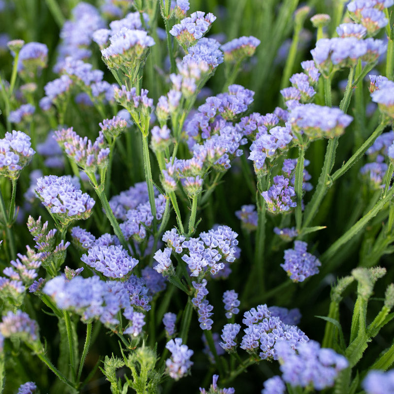 Statice Statice Flower Plants