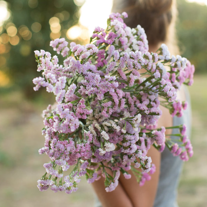 status flower seeds Statice Pastel Mix – Floret Library