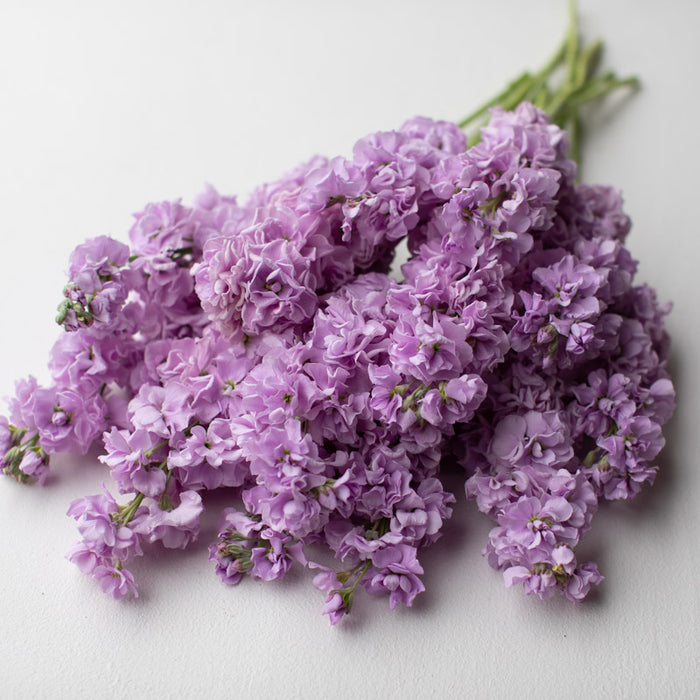 stock flower lavender Stock Katz Lavender Light – Floret Library