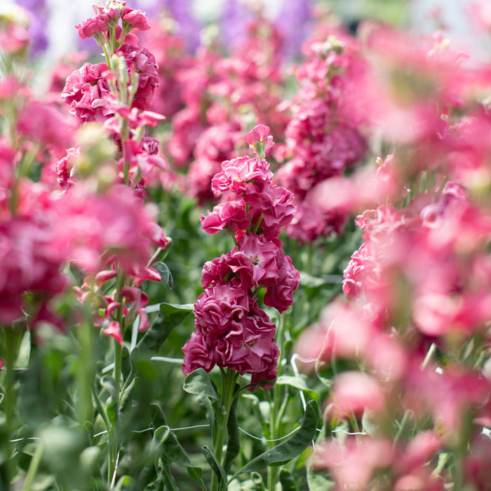 stock flower seeds Stock Vintage Brown – Floret Library
