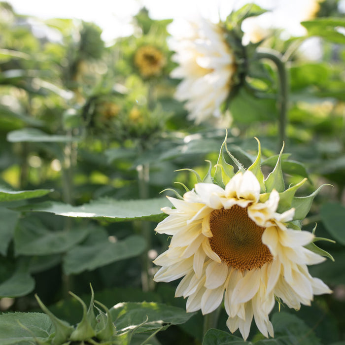 white sunflower seeds for planting Sunflower ProCut White Lite – Floret Library