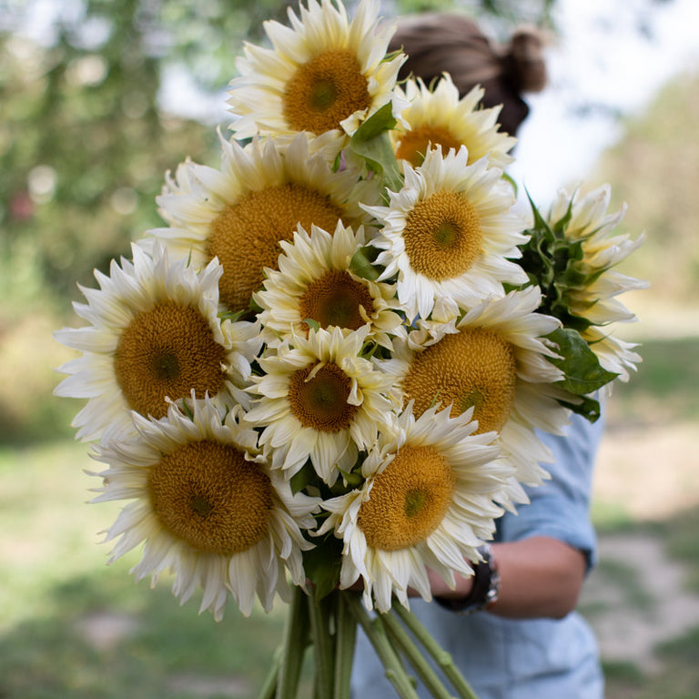 white lilies and sunflowers Sunflower ProCut White Lite – Floret Library