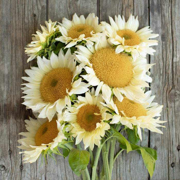 An overhead of Sunflower Pro Cut White Lite