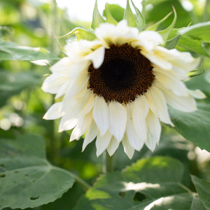 A close up of Sunflower Pro Cut White Nite