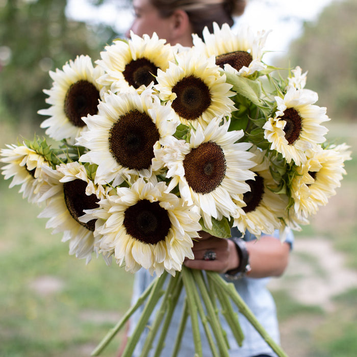 pro cut flower seeds Sunflower ProCut White Nite – Floret Library