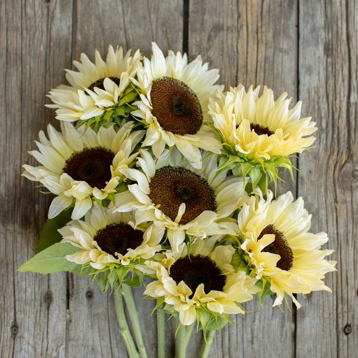 An overhead of Sunflower Pro Cut White Nite
