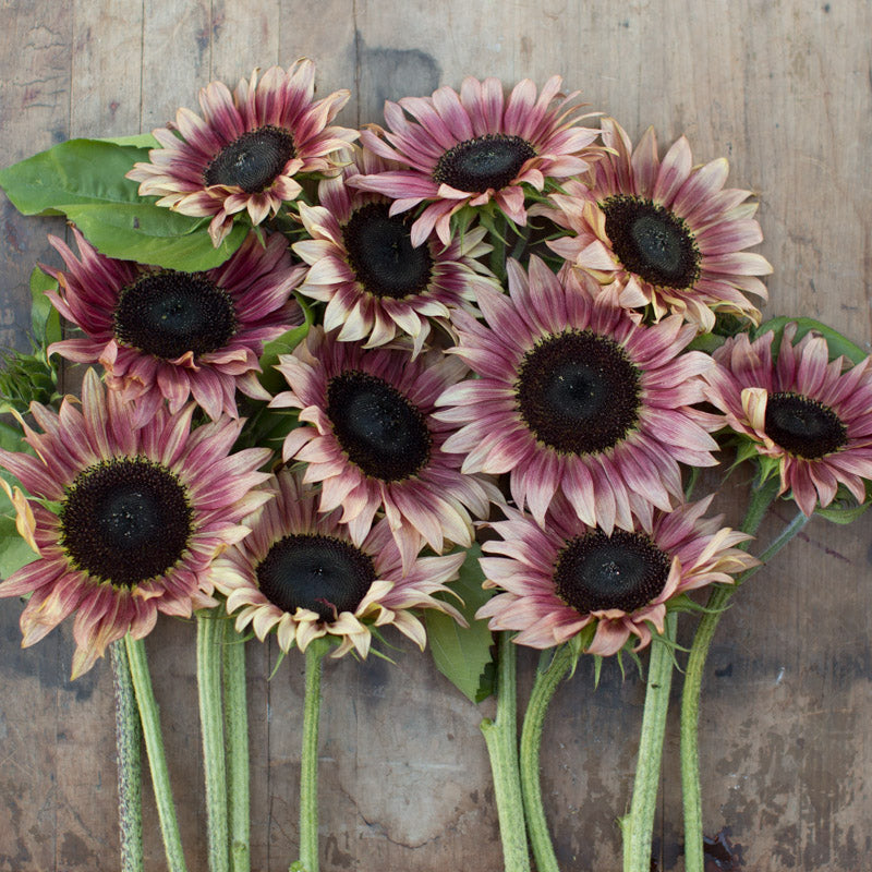 Sunflower Ruby Eclipse – Floret Library