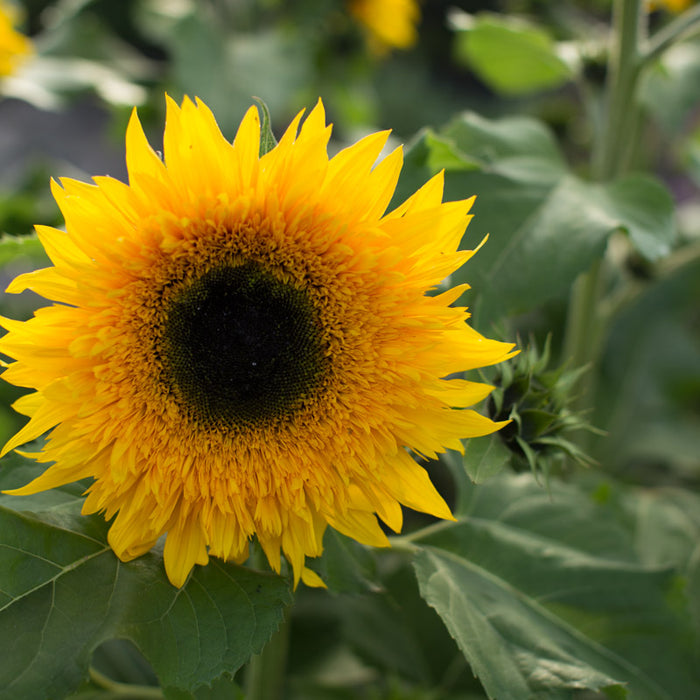 A close up of Sunflower Starburst Panache