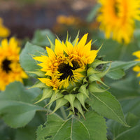 A close up of Sunflower Starburst Panache