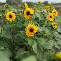 Sunflower Starburst Panache growing in the field