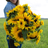An armload of Sunflower Starburst Panache