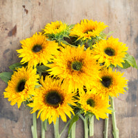 An overhead of Sunflower Starburst Panache