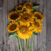 An overhead of Sunflower Sunrich Gold