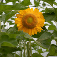 A close up of Sunflower Sunrich Gold