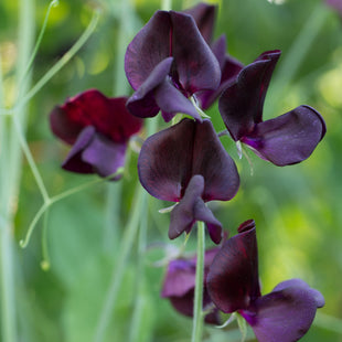 A close up of Sweet Pea Almost Black